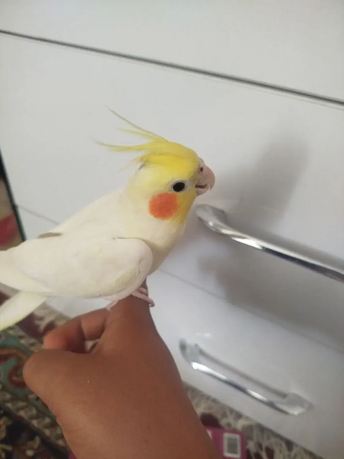 عروس هلندی|پرنده|سبزوار, فرهنگیان|دیوار