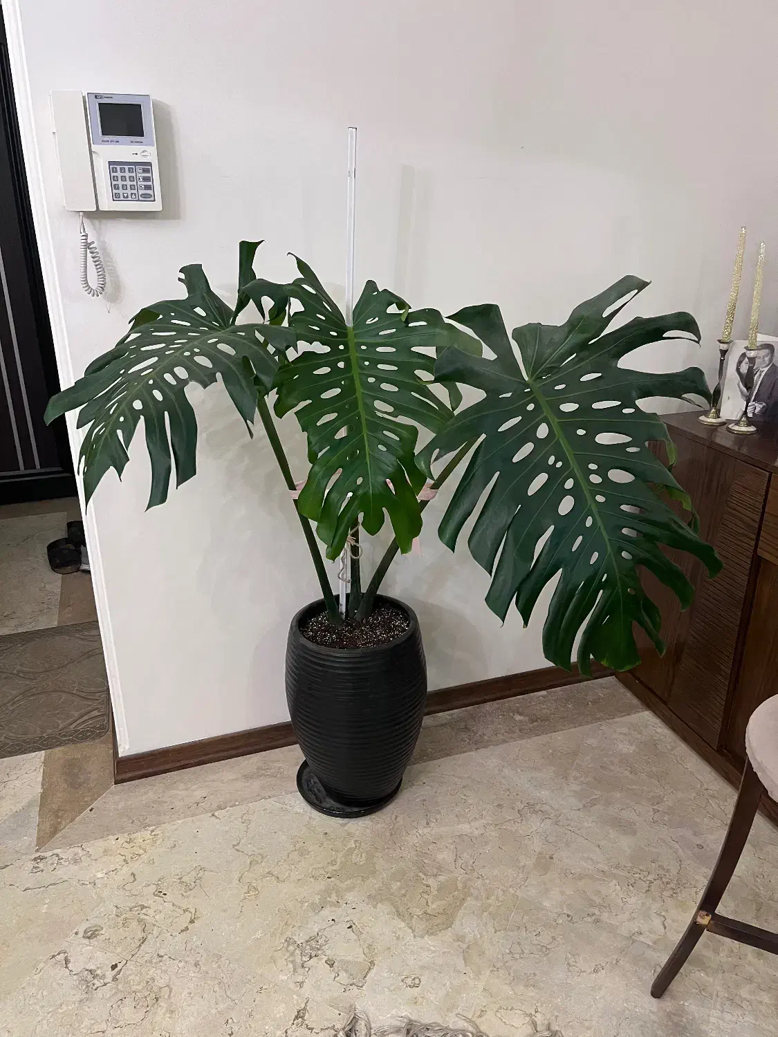 گل برگ انجیری مانسترا|گل و گیاه طبیعی|تهران, سردارجنگل|دیوار