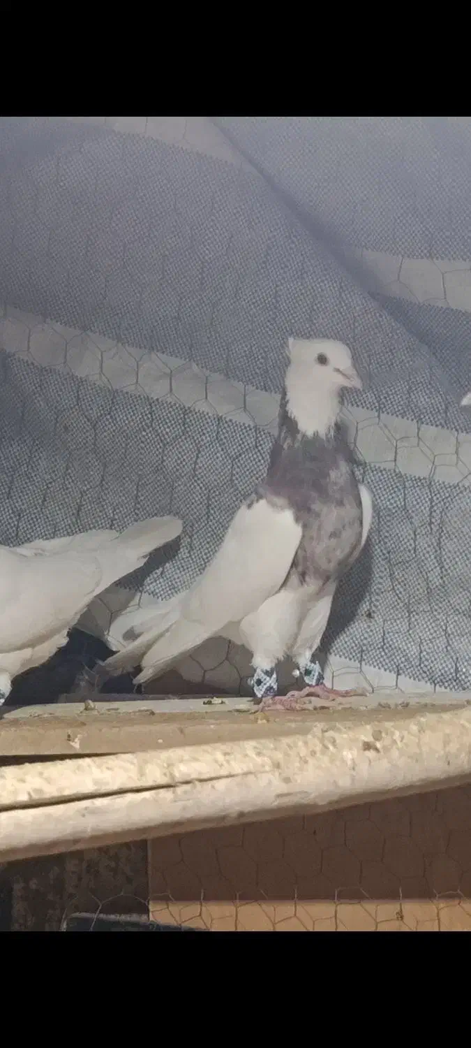 طوقی تمیر|پرنده|یاسوج, |دیوار