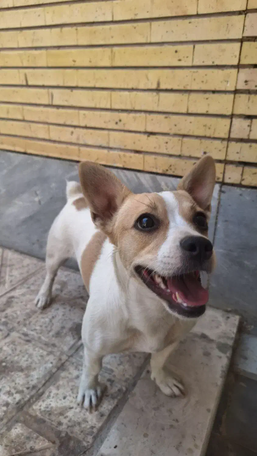 واگذاری جک راسل|سگ|اصفهان, بهارستان|دیوار