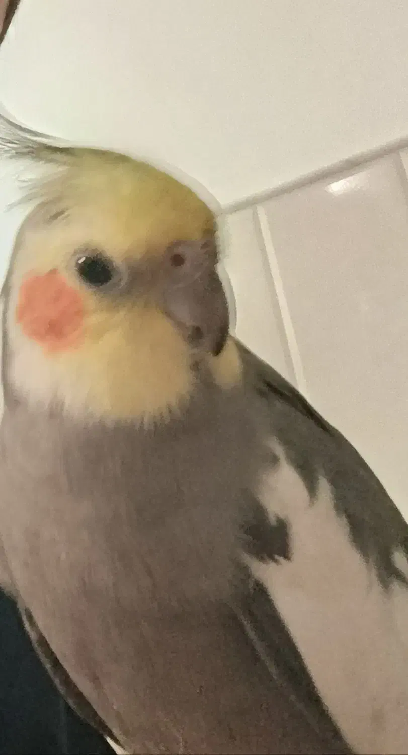 گمشده عروس هلندی خاکستری|حیوانات|میبد, |دیوار