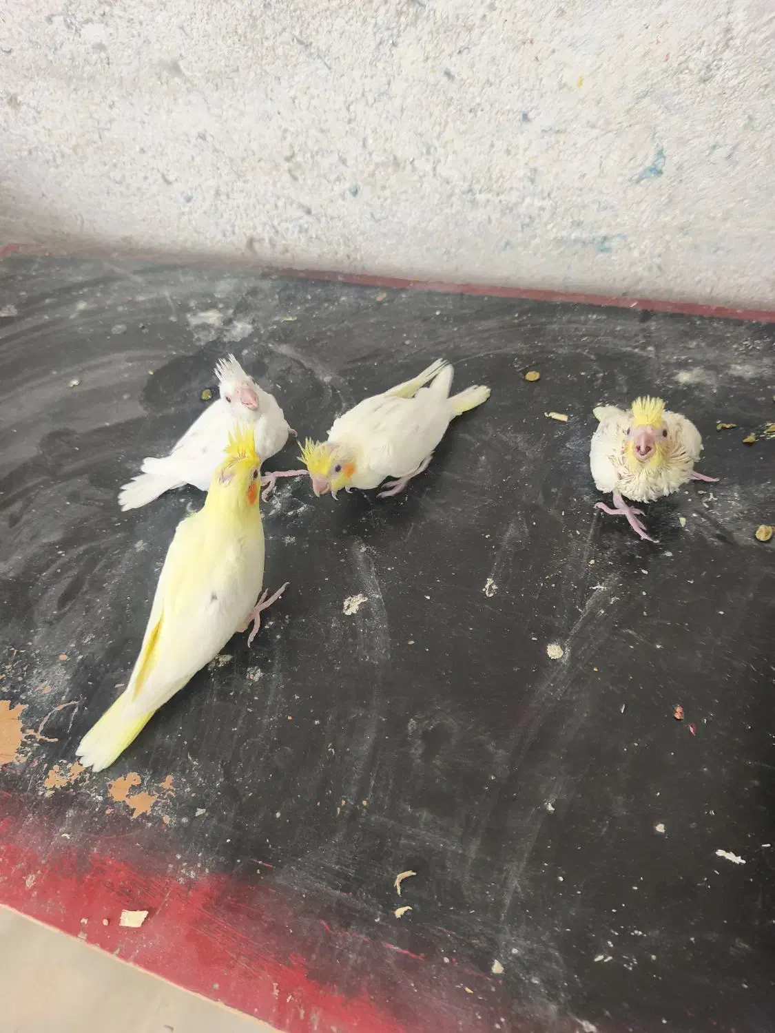 جوجه عروس سرلاکی|پرنده|داراب, |دیوار