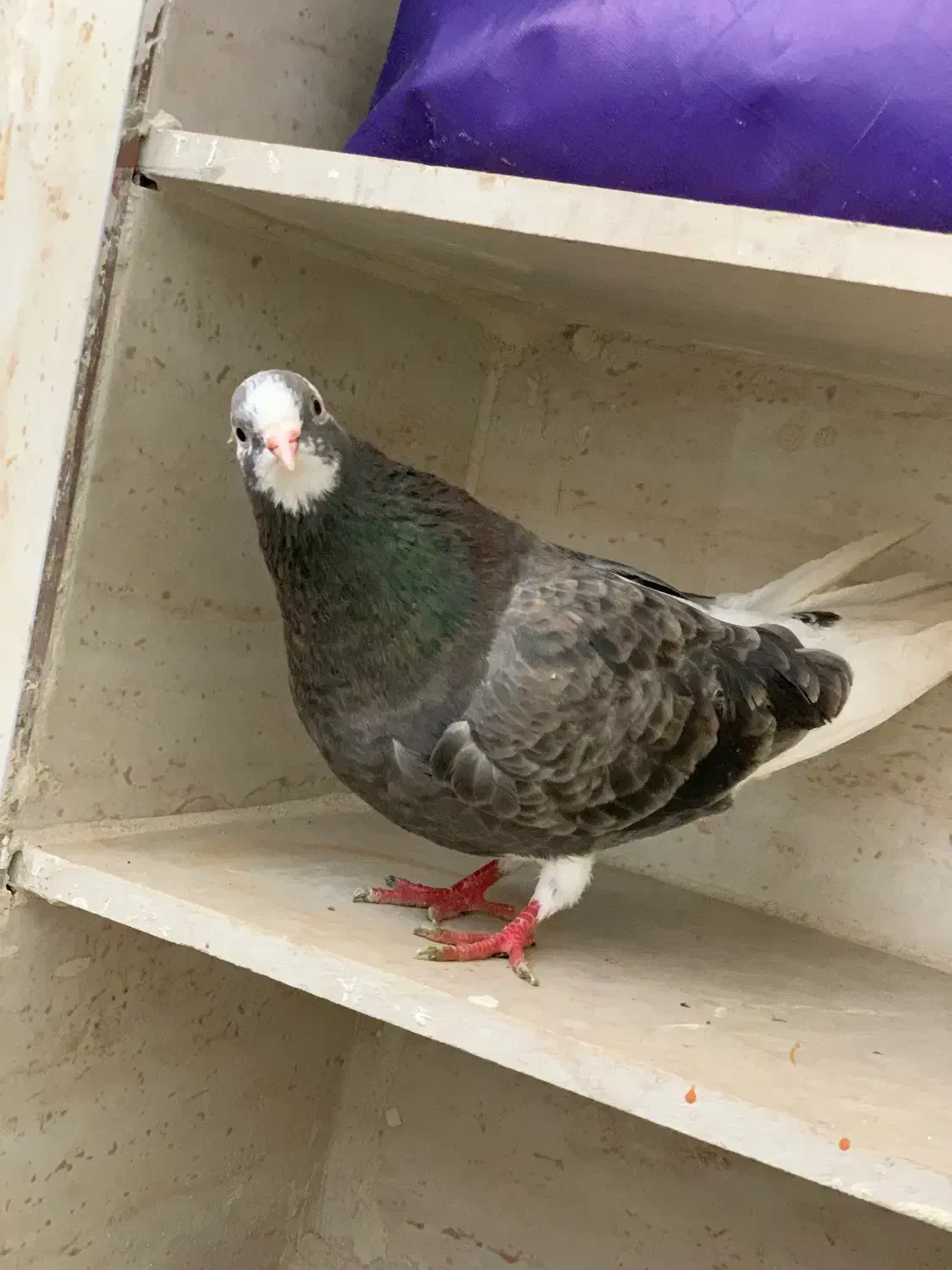 کبوتر|پرنده|پاوه, |دیوار