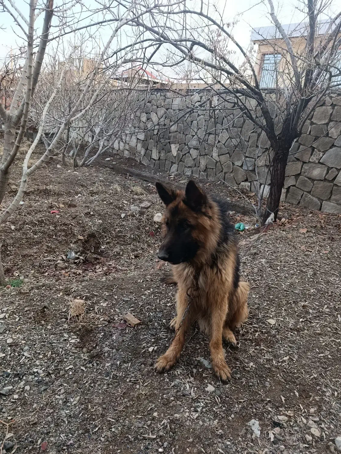 گمشده ..|حیوانات|سبزوار, قصبه غربی|دیوار