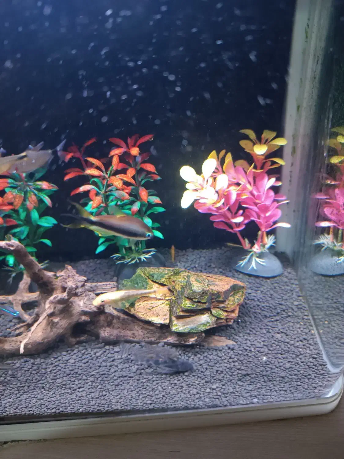 آکواریوم دلساk320|ماهی|اهواز, سپیدار|دیوار