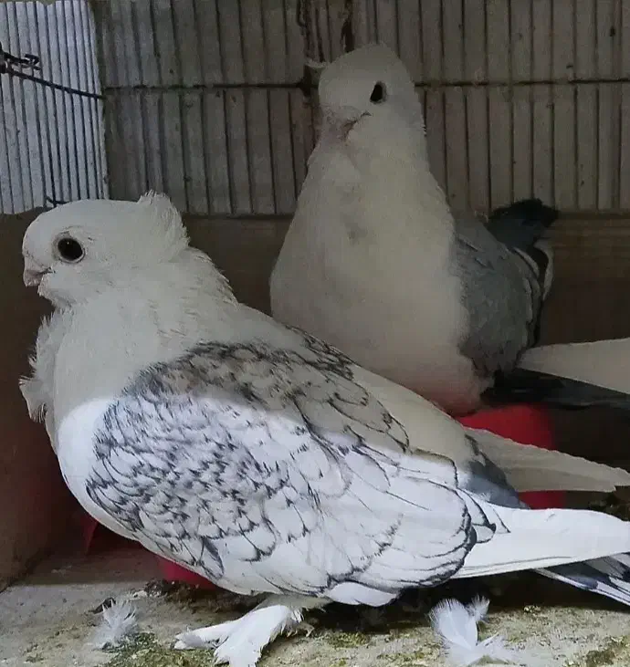 کبوتر ساتن نوک ریز|پرنده|شاهین‌شهر, فردوسی|دیوار