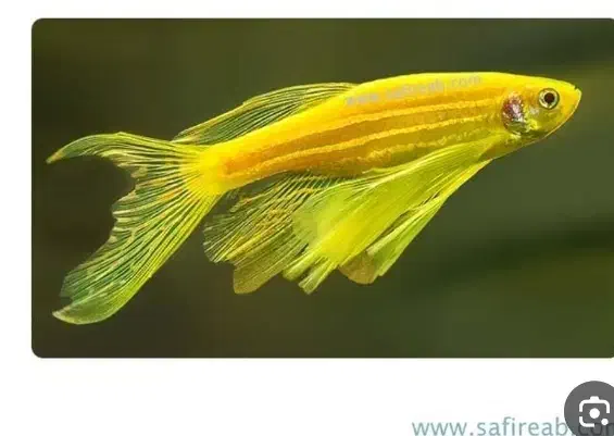 ماهی زبرا|ماهی|ملایر, |دیوار