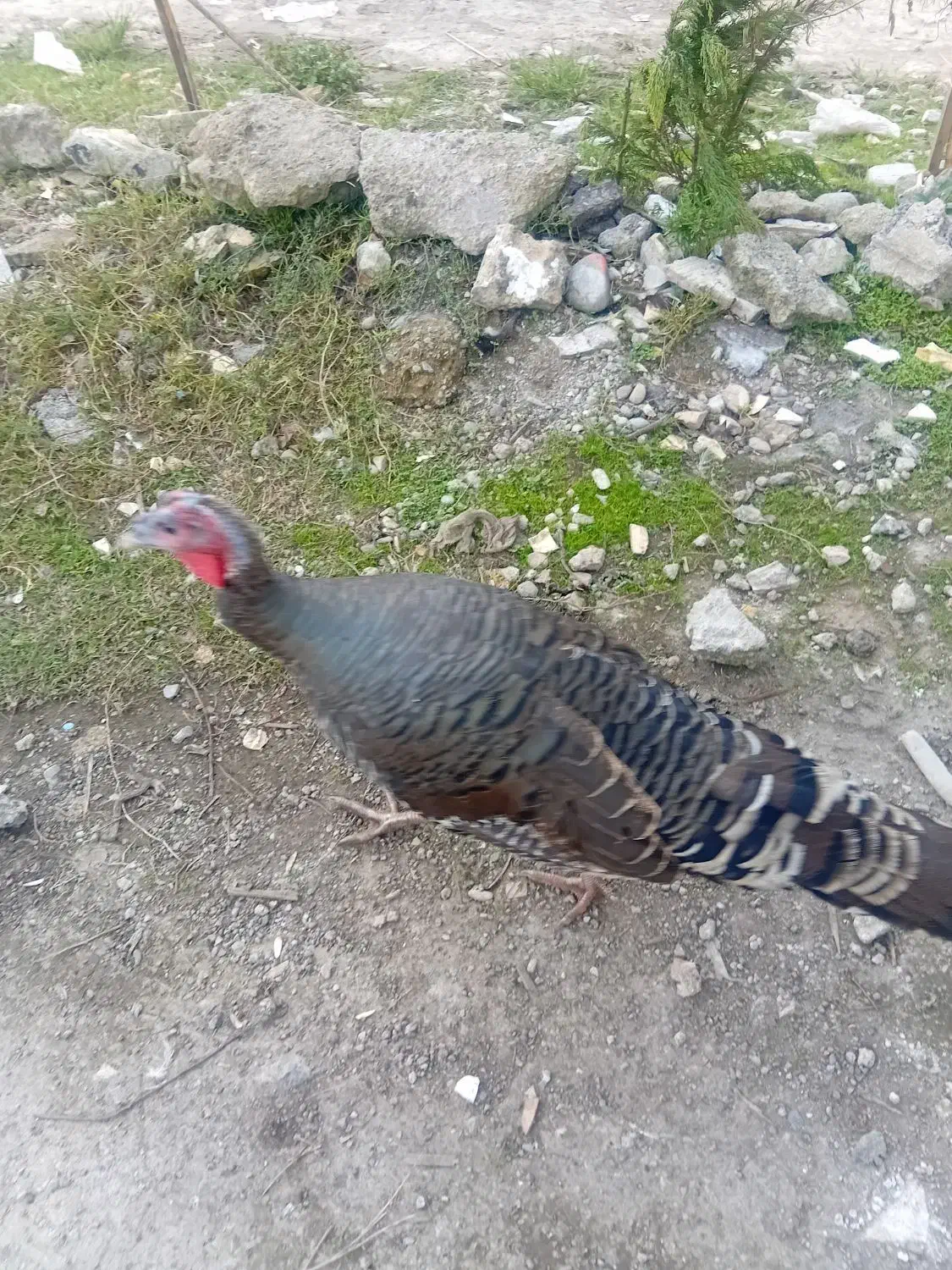 معاوضه بوقلمون ماده بانر|حیوانات مزرعه|رشت, پیرکلاچای|دیوار