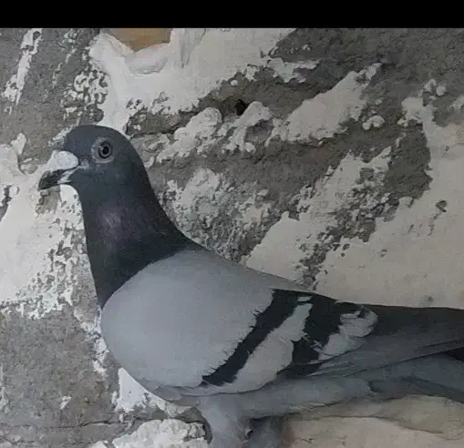 کبوتر گمشده|پرنده|گالیکش, |دیوار