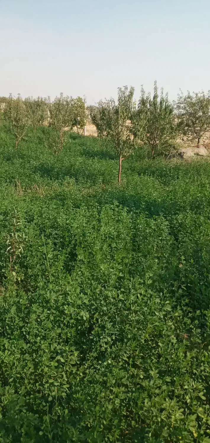 فروش علوفه ویونجه تازه|عمده‌فروشی|عجب شیر, |دیوار