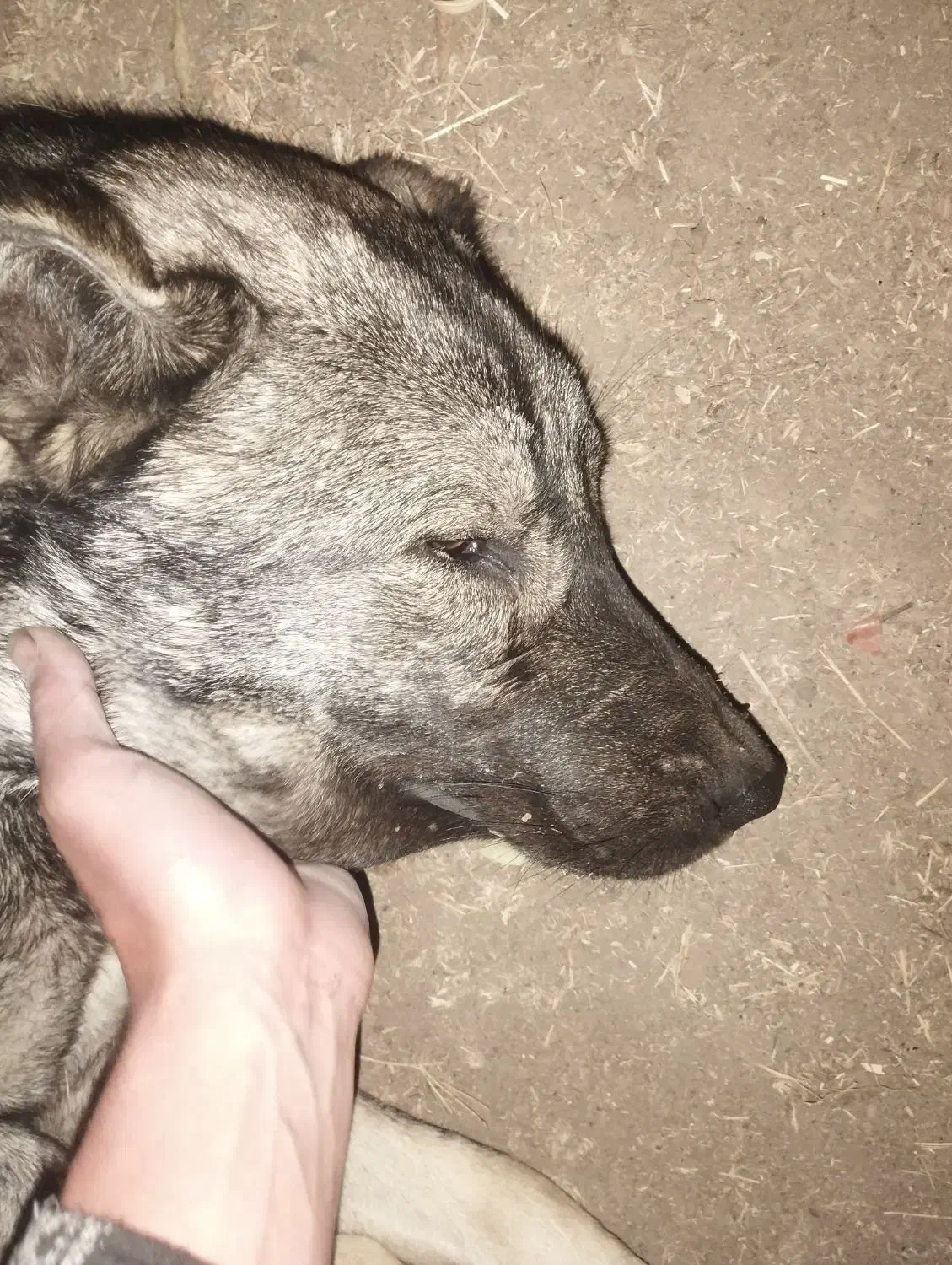 واگذاری شاه توله  سرابی ۱۰ ماهه درجه یک|سگ|خلخال, |دیوار