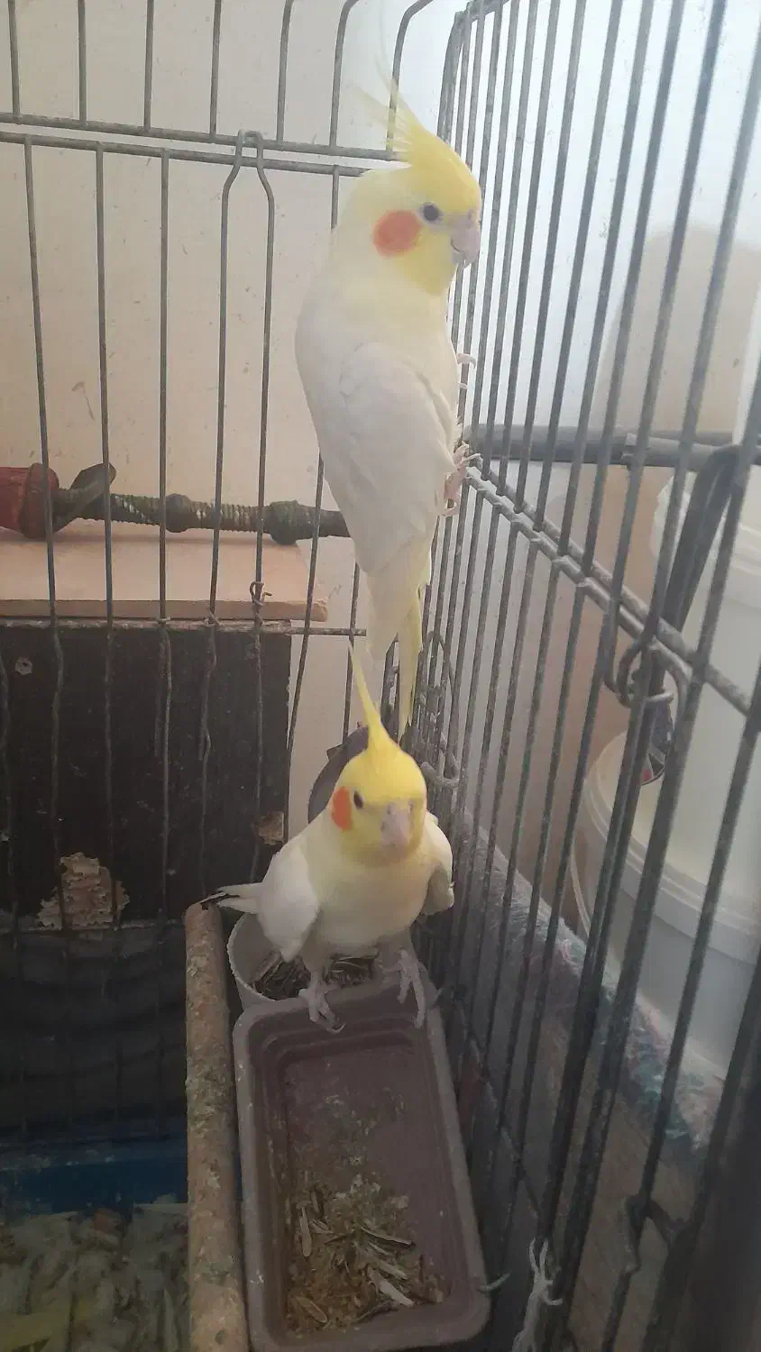 جفت طوطی عروس هلندی|پرنده|فولادشهر, A2|دیوار