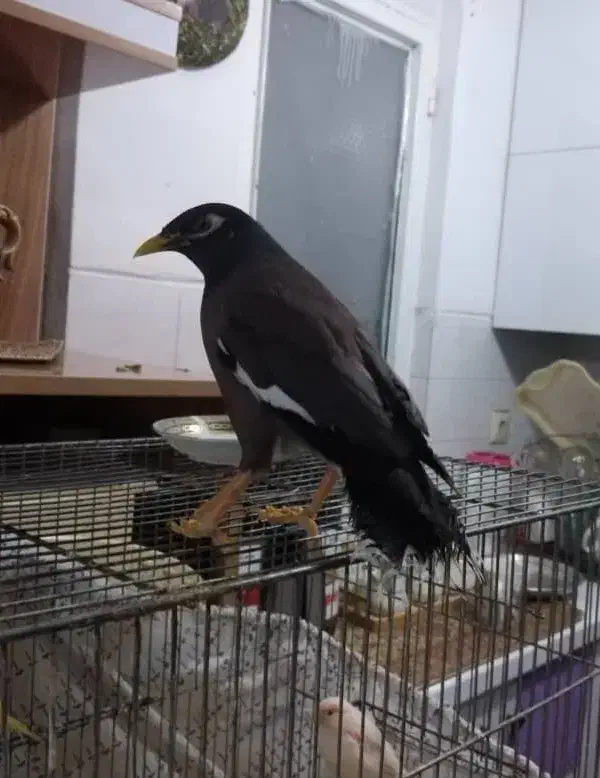 مرغ مینا پاکستانی|پرنده|شیراز, سفیرشمالی|دیوار