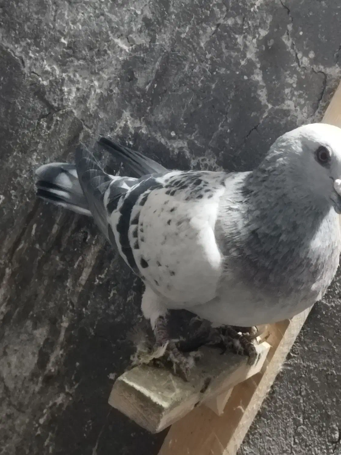 کفتر|پرنده|کرمان, |دیوار