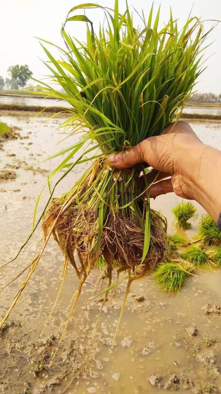 برنج اصل هاشمی|خوردنی و آشامیدنی|حویق, |دیوار