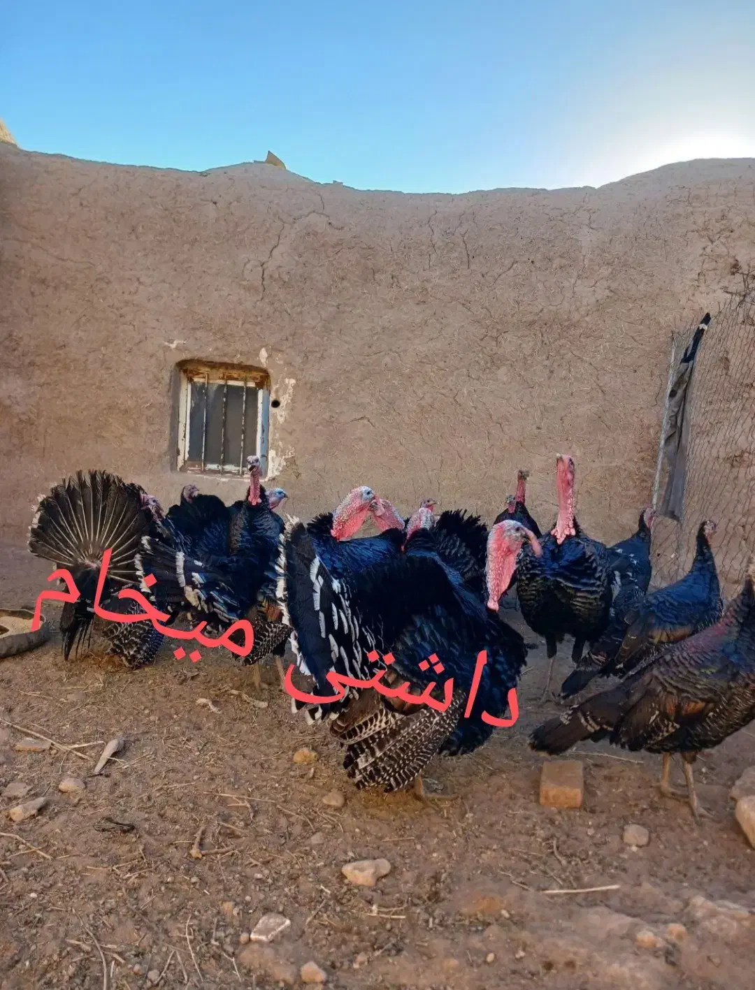 بوقلمون و جوجه مرغ|حیوانات مزرعه|رضویه, |دیوار