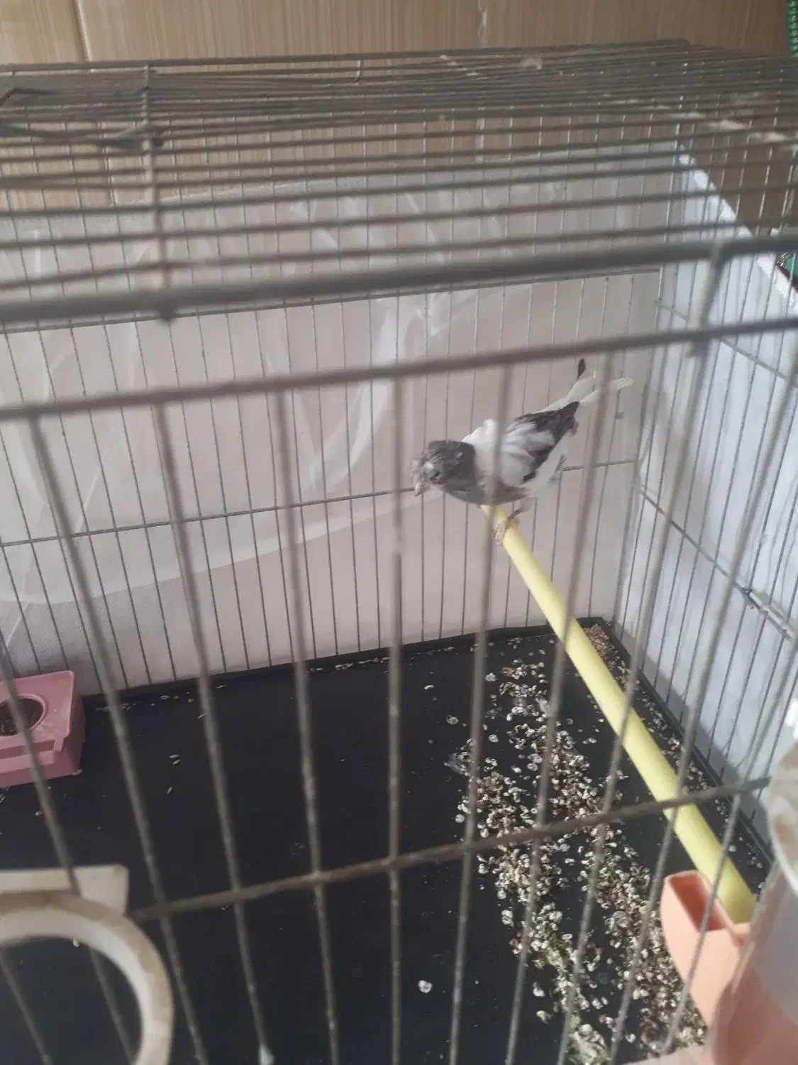 قناری|پرنده|پاکدشت, پاکدشت (مامازند)|دیوار