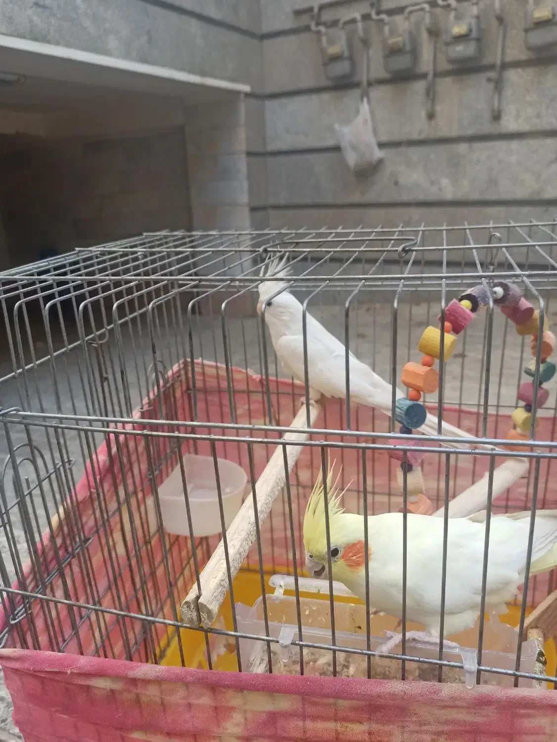 عروس هلندی خوشگل|پرنده|تهران, باغ خزانه|دیوار