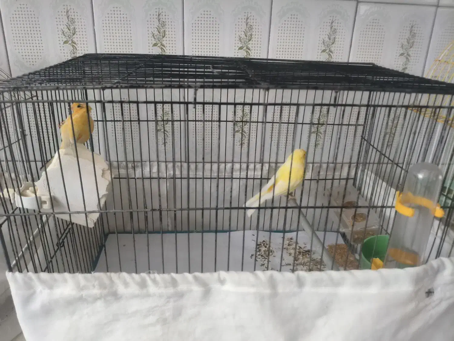 قناری|پرنده|نقده, |دیوار