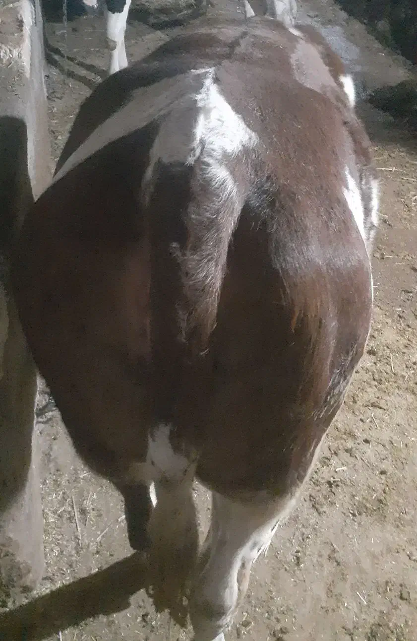 گوساله سیمنتال|حیوانات مزرعه|سجاس رود, |دیوار