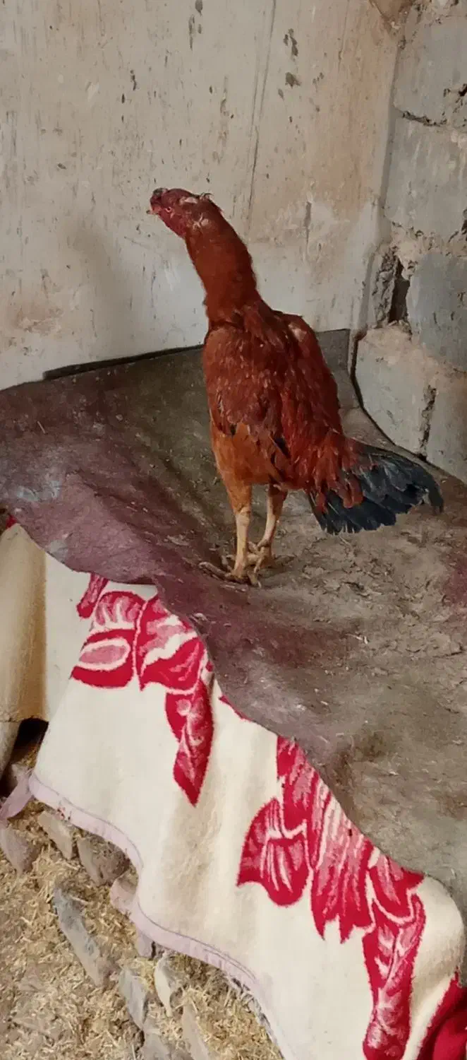 خروس لاری اصیل|حیوانات مزرعه|لیلان, |دیوار