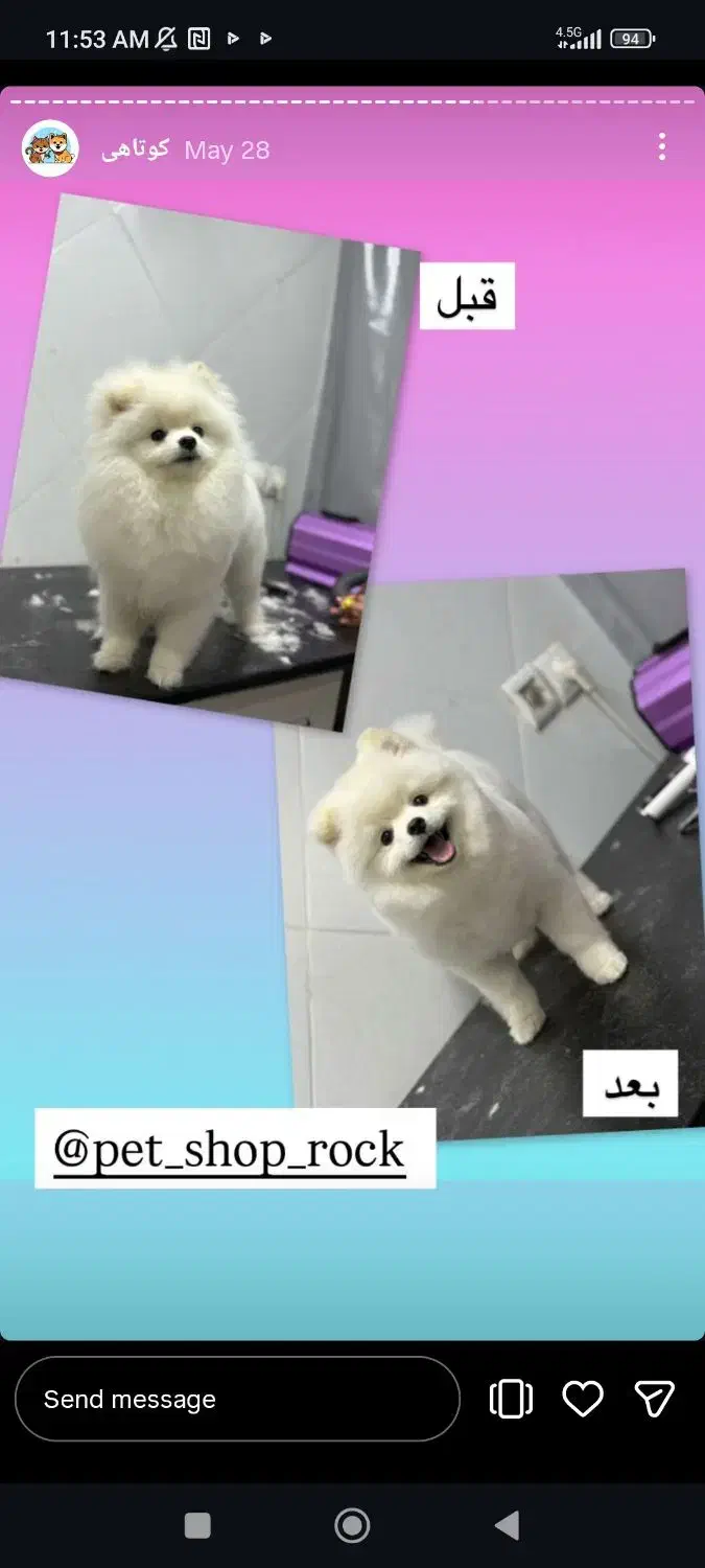 کوتاهی و شستشو انواع حیوانات خانگی|خدمات آرایشگری و زیبایی|فردیس, نسترن شرقی|دیوار