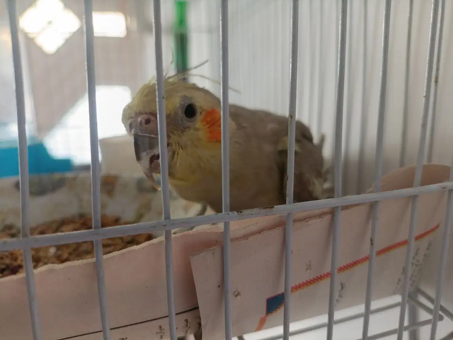 عروس هلندی دو عدد|پرنده|قم, حکمت شمالی|دیوار