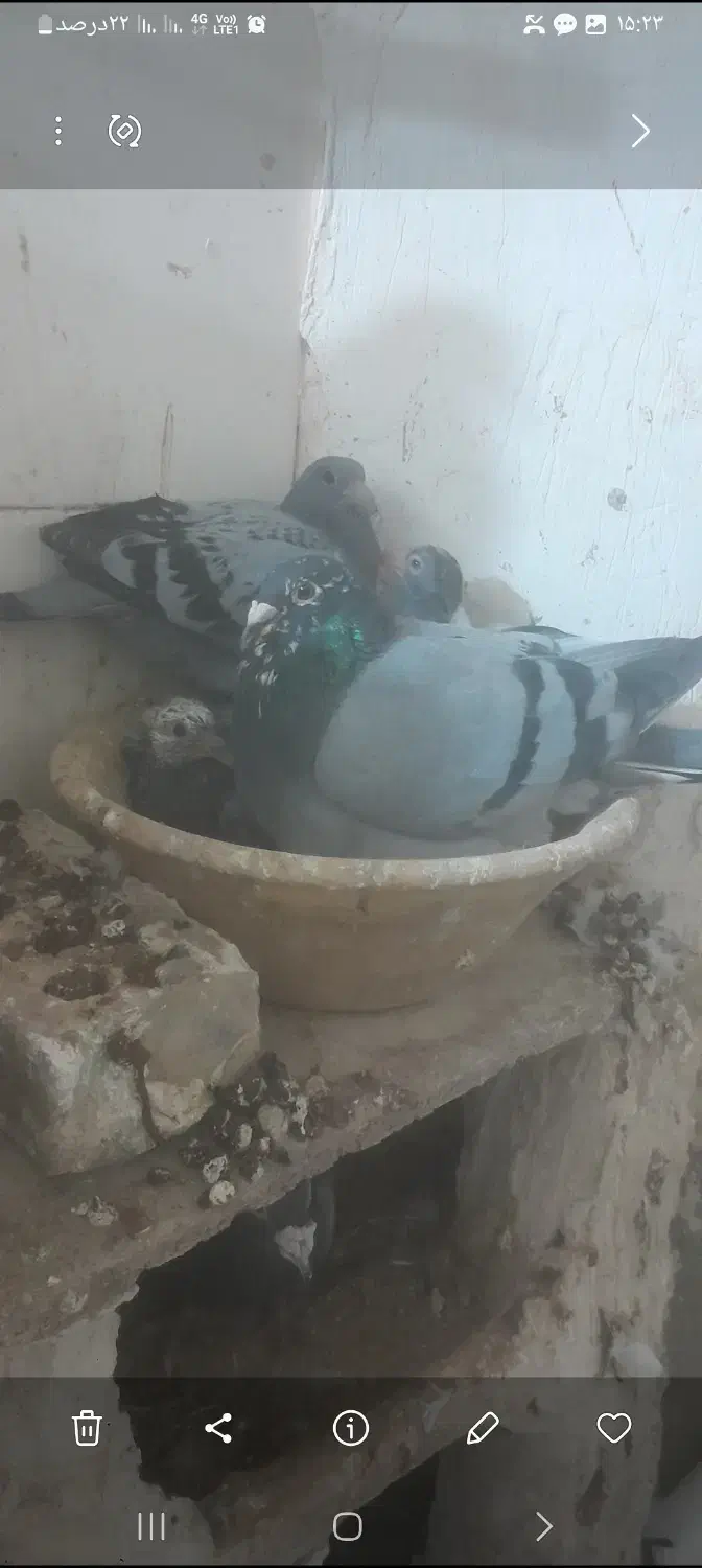 کبوتر|پرنده|پائین جام, |دیوار