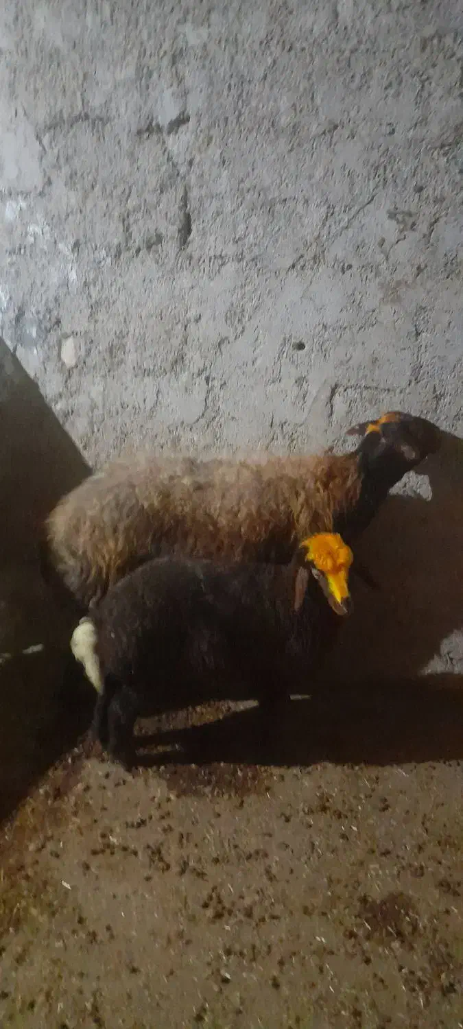 میش وبره|حیوانات مزرعه|کرمانشاه, |دیوار