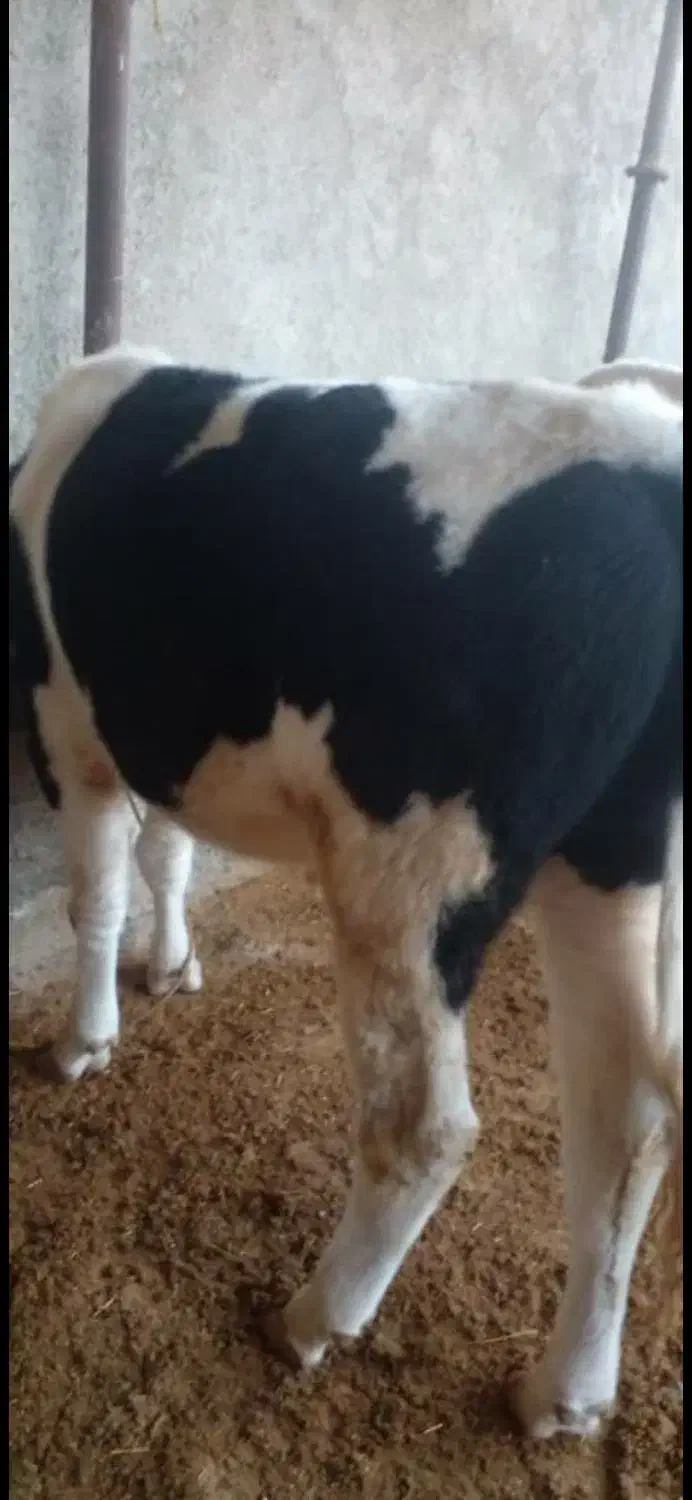 گوساله نر|حیوانات مزرعه|ارم, |دیوار