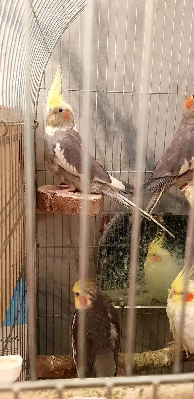 فروش ۵ عروس هلندی خونگی|پرنده|زابل, |دیوار