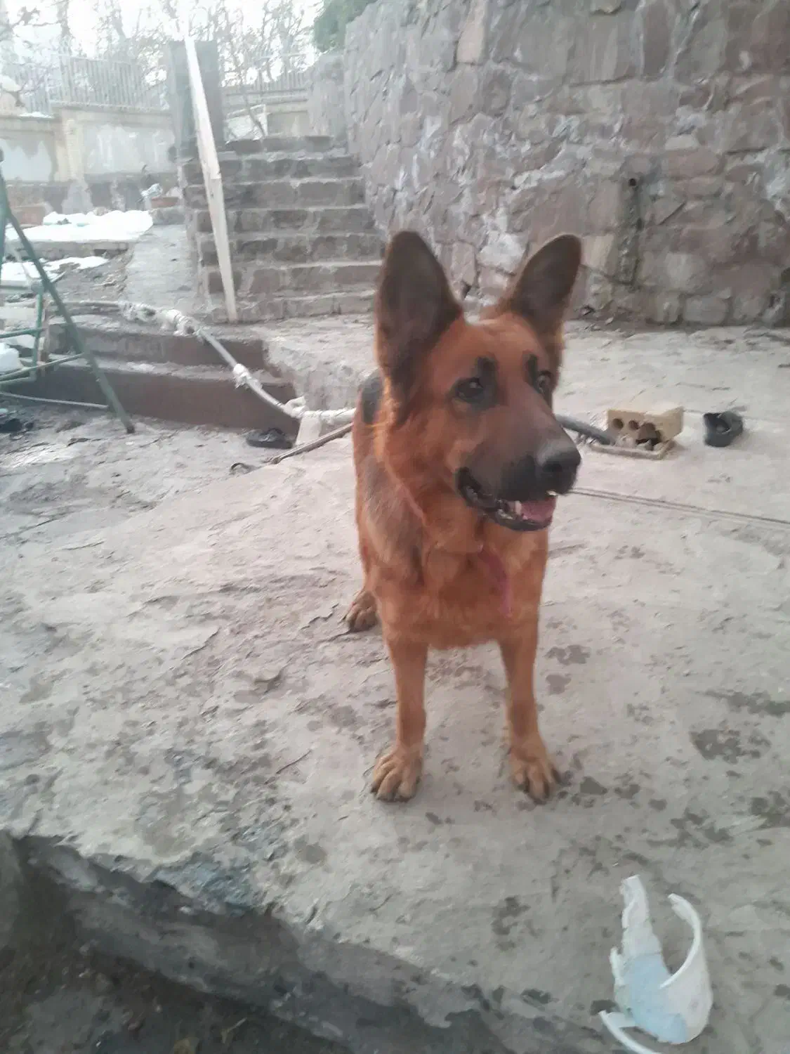 سه عدد سگ ژرمن|سگ|طرقبه, |دیوار