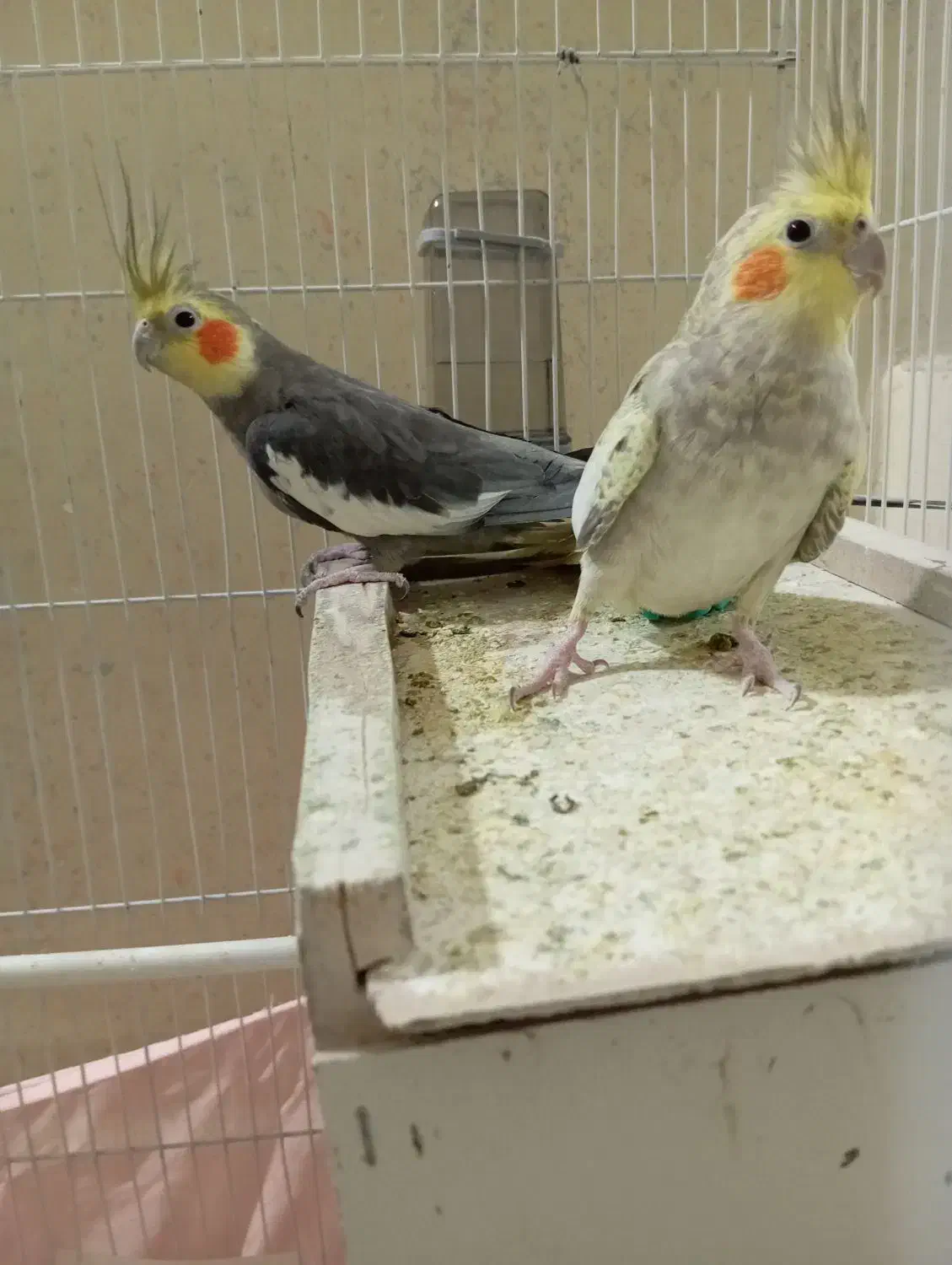 عروس هلندی|پرنده|میناب, |دیوار