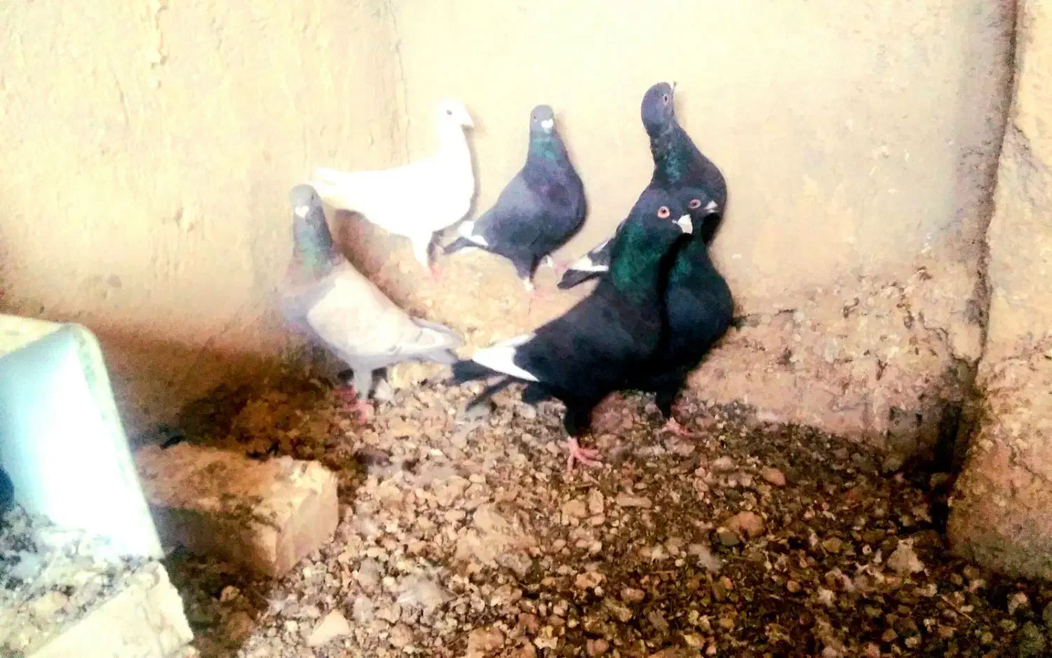 کبوتر دورگ|پرنده|شاهینشهر, خبرنگار|دیوار