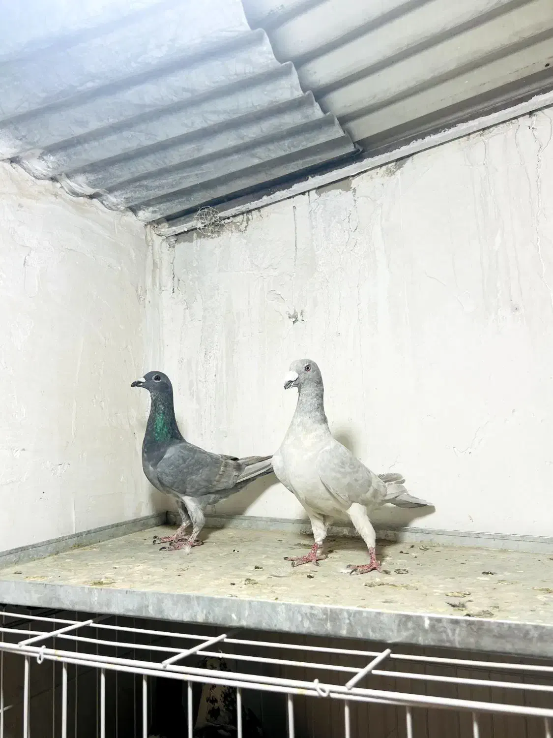 کفتر بزک‌ گلی الماسی شهری|پرنده|شیراز, کیان آباد|دیوار