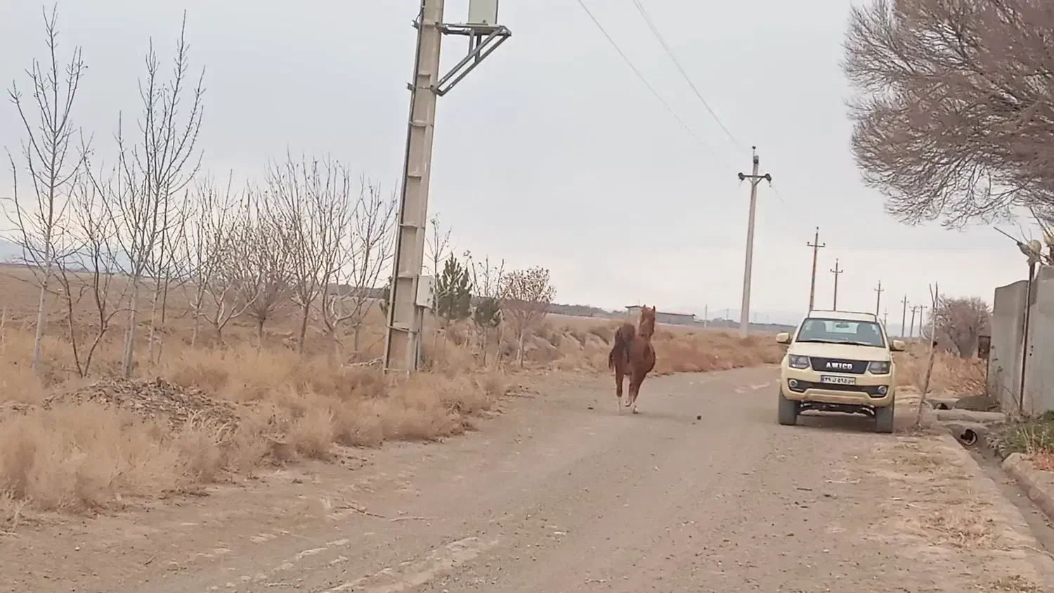 اسب مادیون نژاد سهیل واقع در خشکرود ساوه|اسب و تجهیزات اسب‌سواری|اصفهان, آموزشگاه شهید بهشتی|دیوار