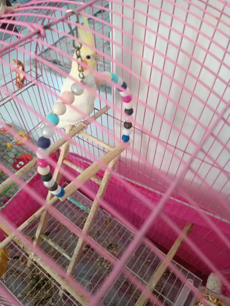 طوطی عروس ماده|پرنده|فومن, |دیوار