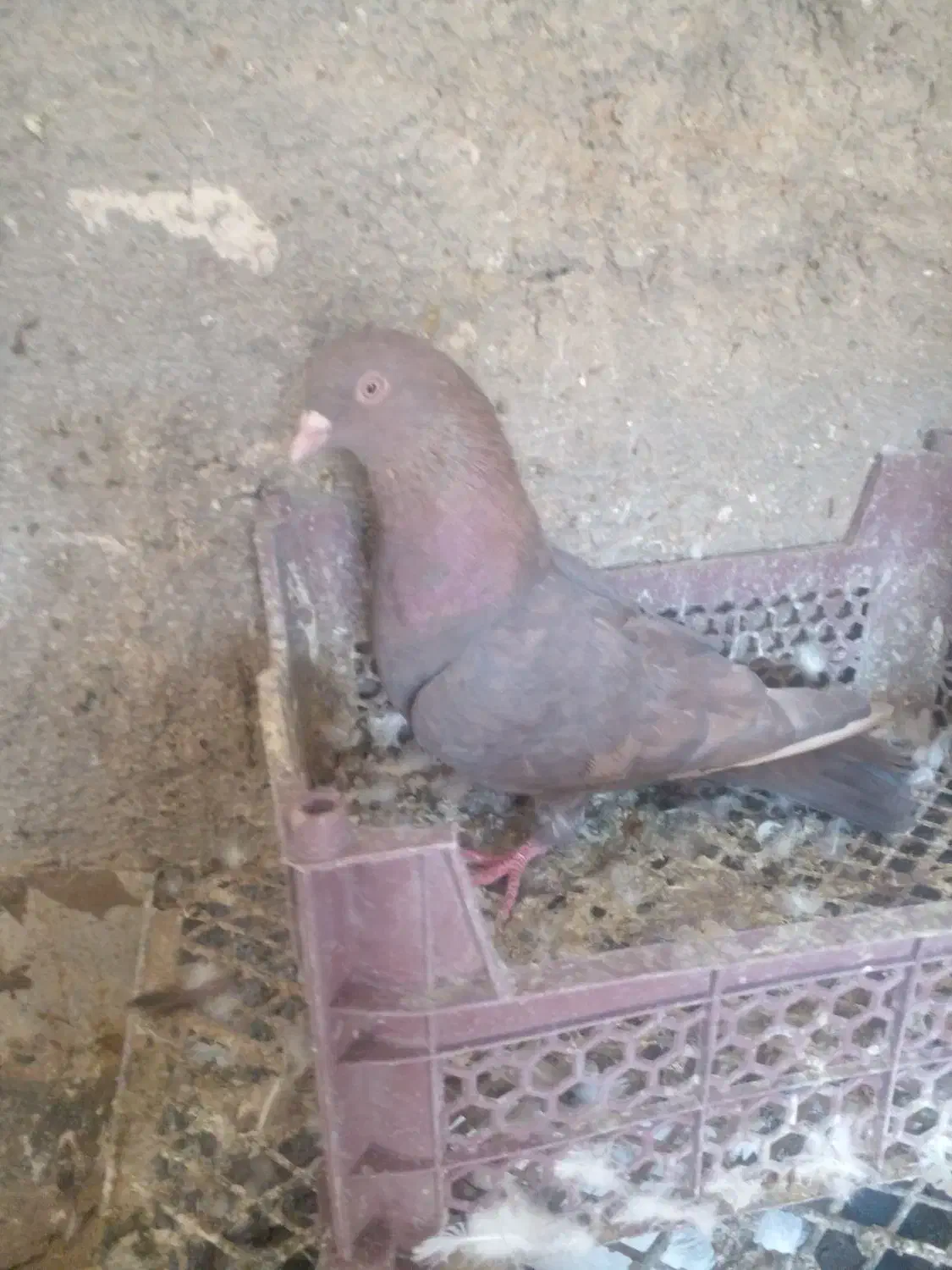مجسمه|مجسمه، تندیس، ماکت|زابل, |دیوار