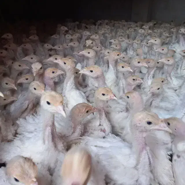 جوجه بوقلمون بیوتی ۶یکماهه|حیوانات مزرعه|همدان, |دیوار