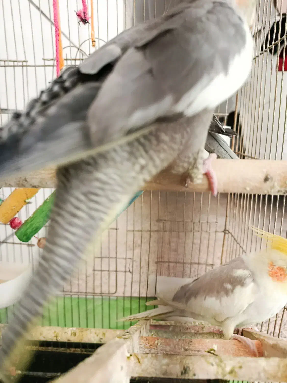 طوطی عروس|پرنده|الوند, |دیوار