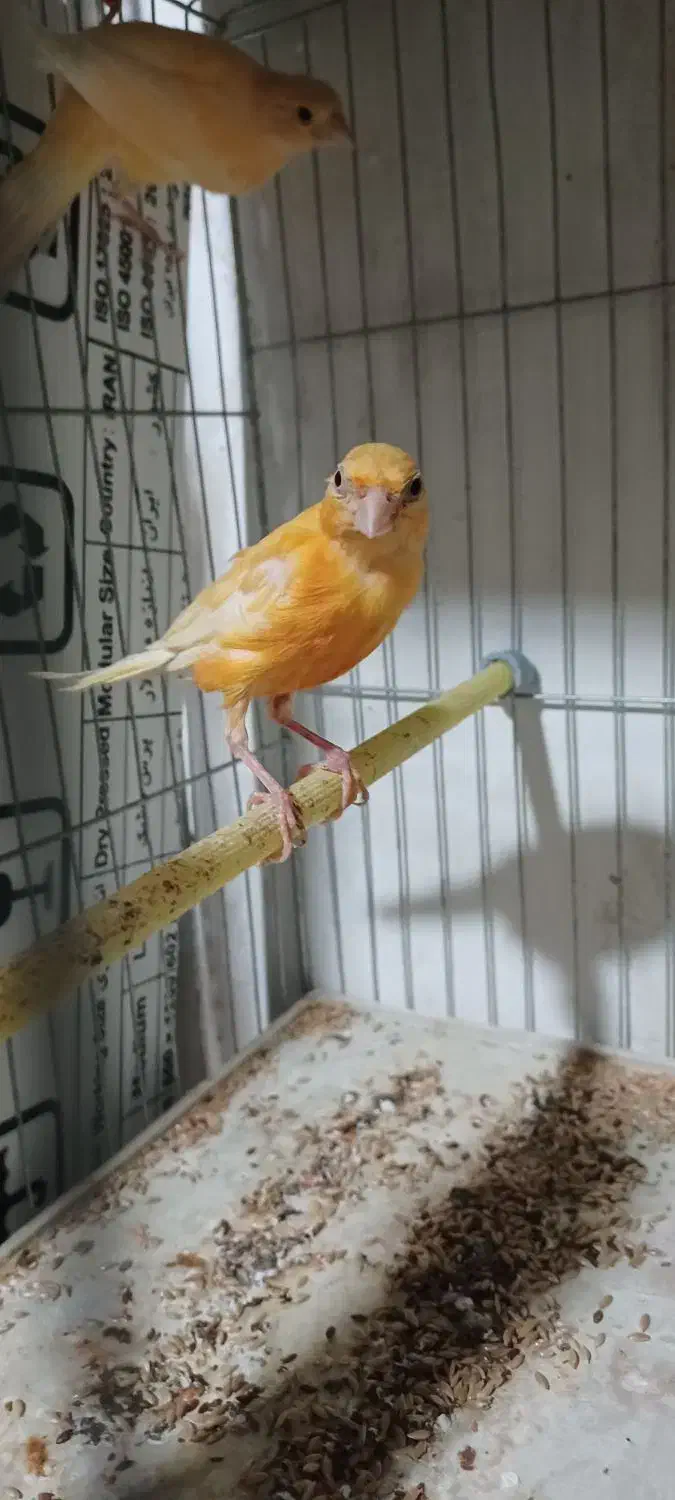 ۴تا قناری جوان طلایی و قرمز|پرنده|اردبیل, |دیوار