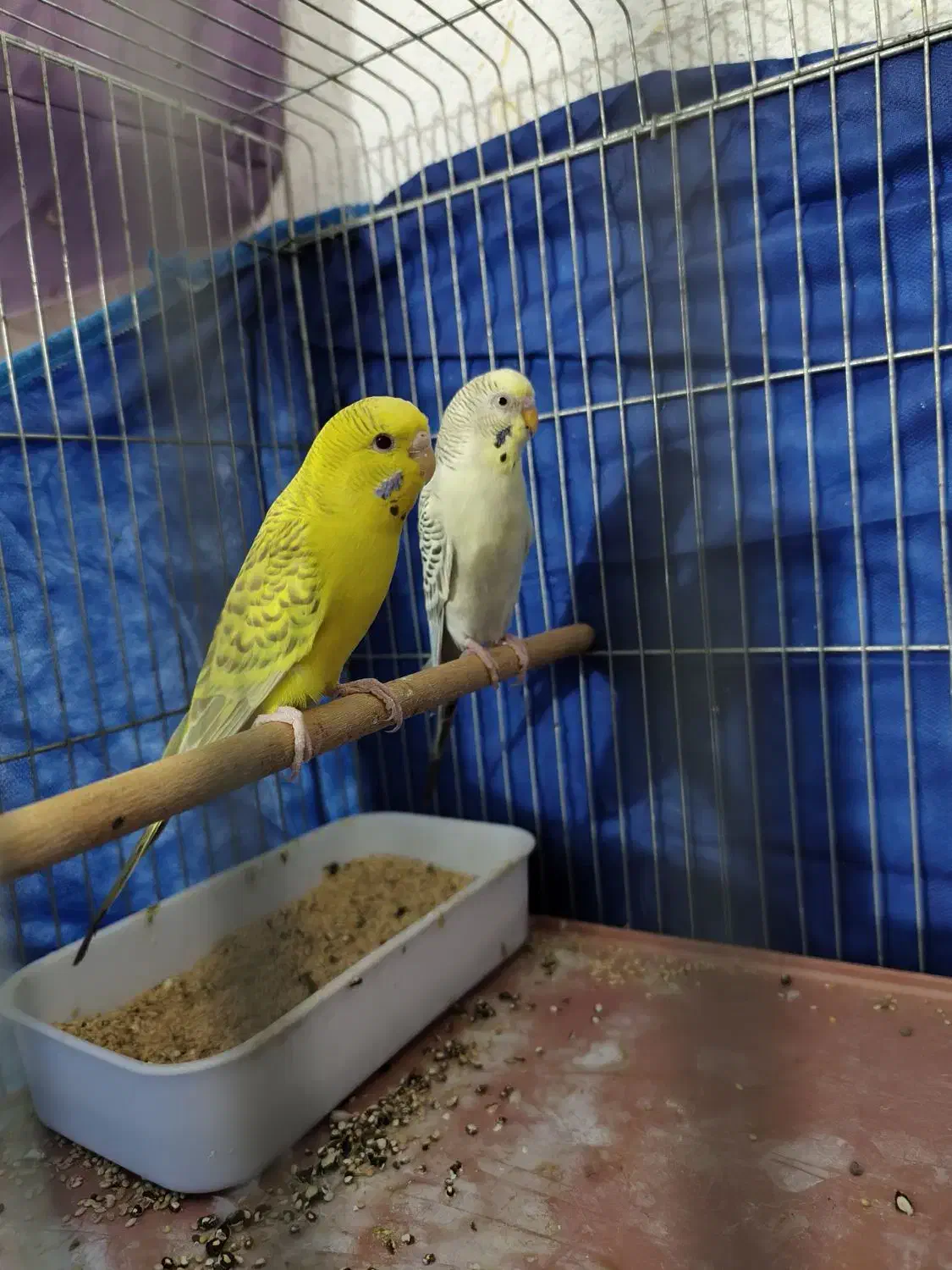 مرغ عشق خالدار چشم قرمز|پرنده|بندرعباس, |دیوار