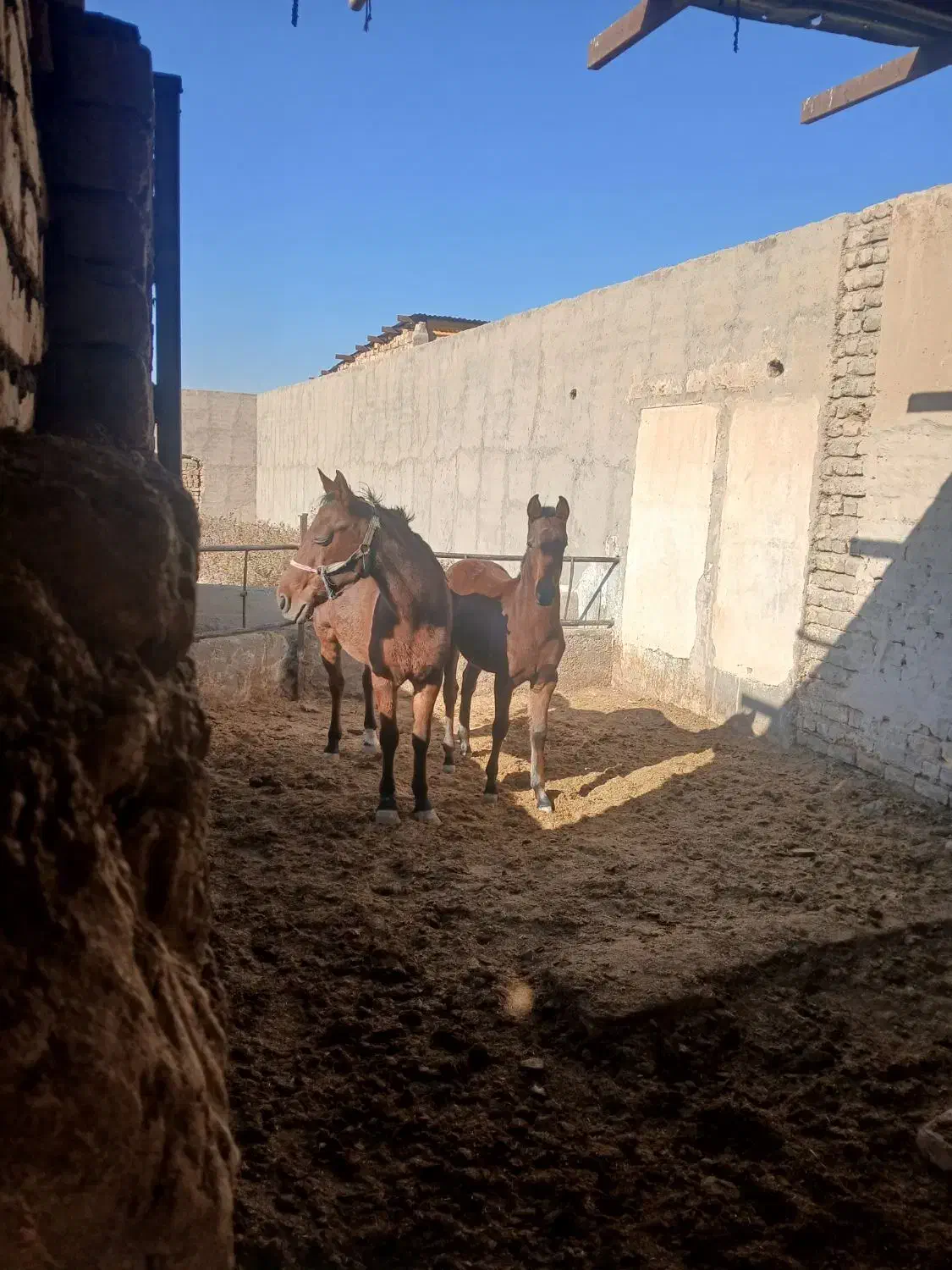 اسب کره ارسلان|اسب و تجهیزات اسب‌سواری|قم, نیروگاه|دیوار