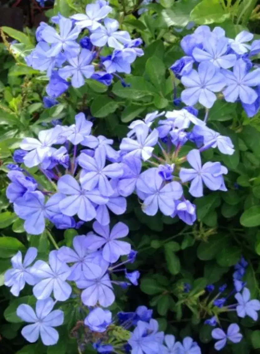 یاس آبی|گل و گیاه طبیعی|سیستان, |دیوار