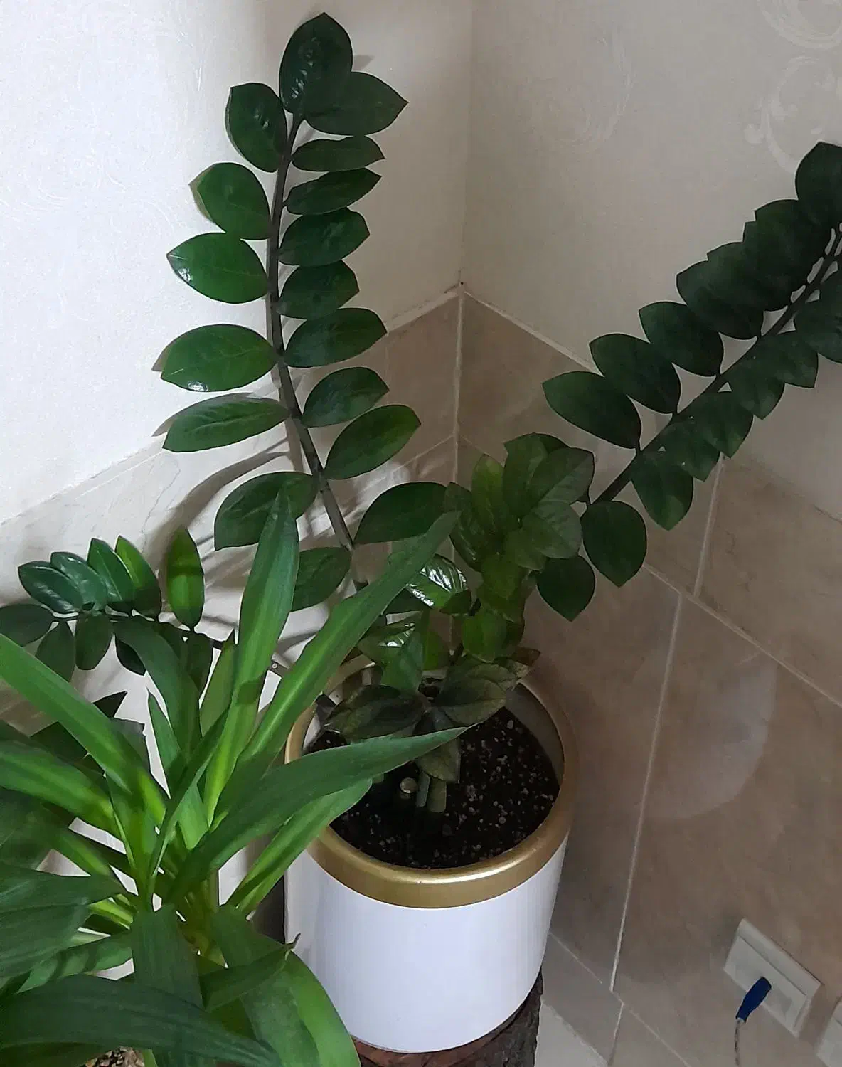 زاموفیلیا  یوکا    دلتا|گل و گیاه طبیعی|برخوار, |دیوار