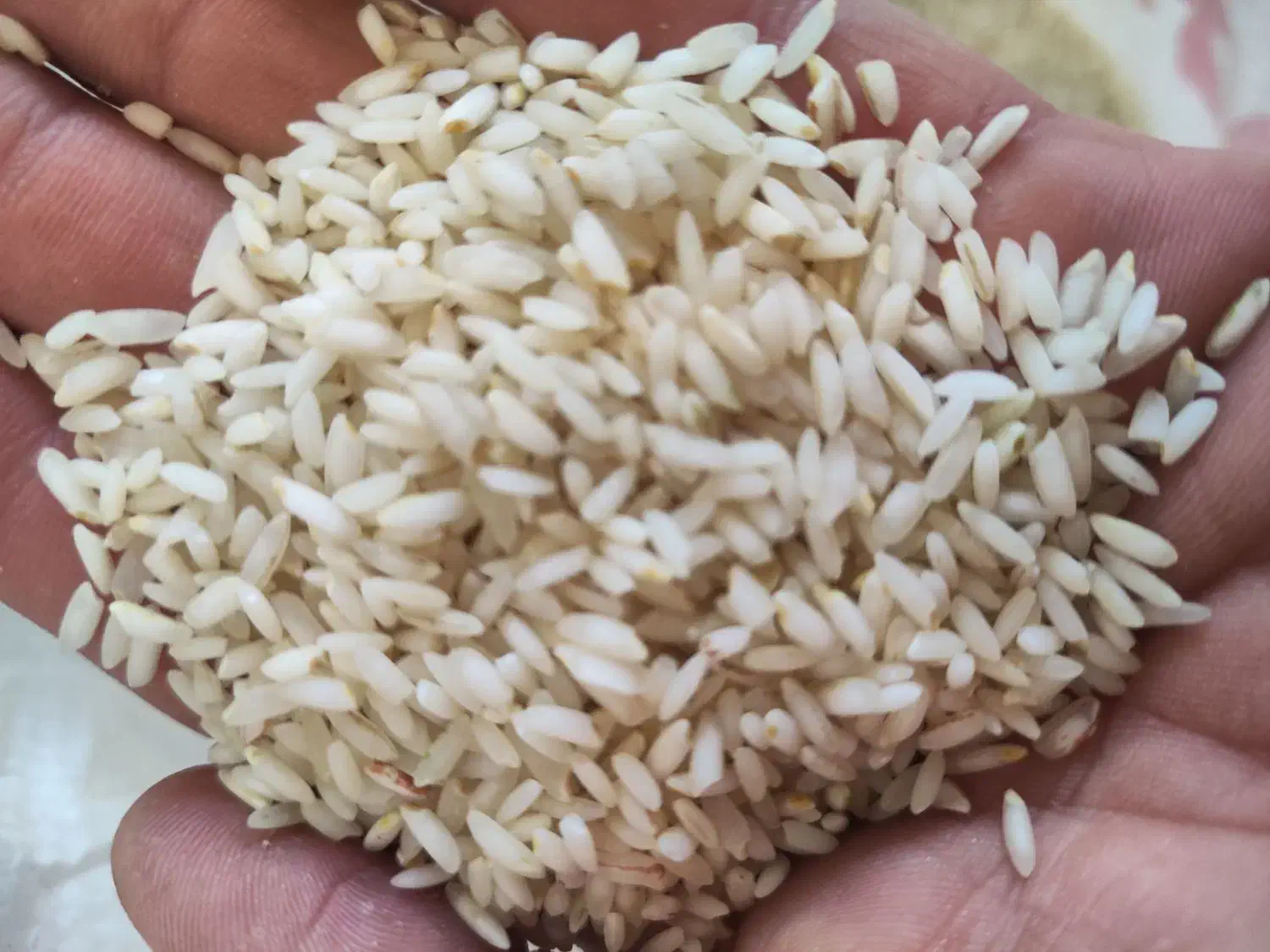 برنج عنبربو شوشتر|خوردنی و آشامیدنی|شیراز, شریفآباد|دیوار