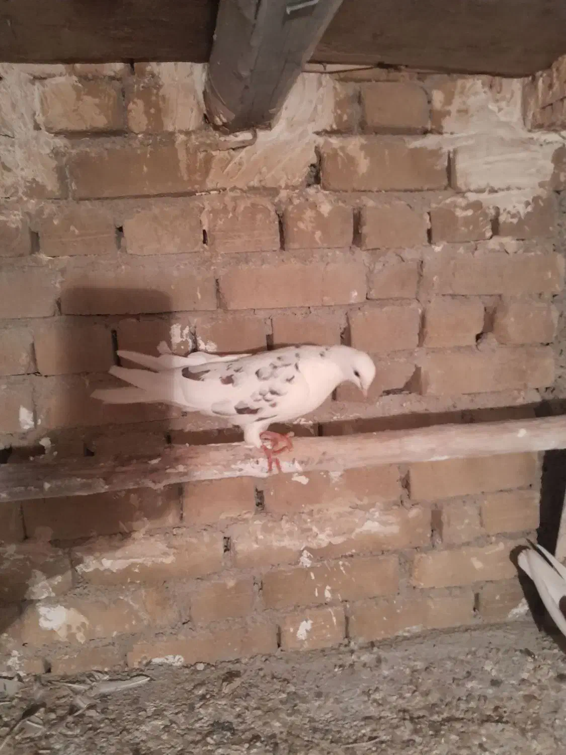 کبوتر|پرنده|گیان, |دیوار