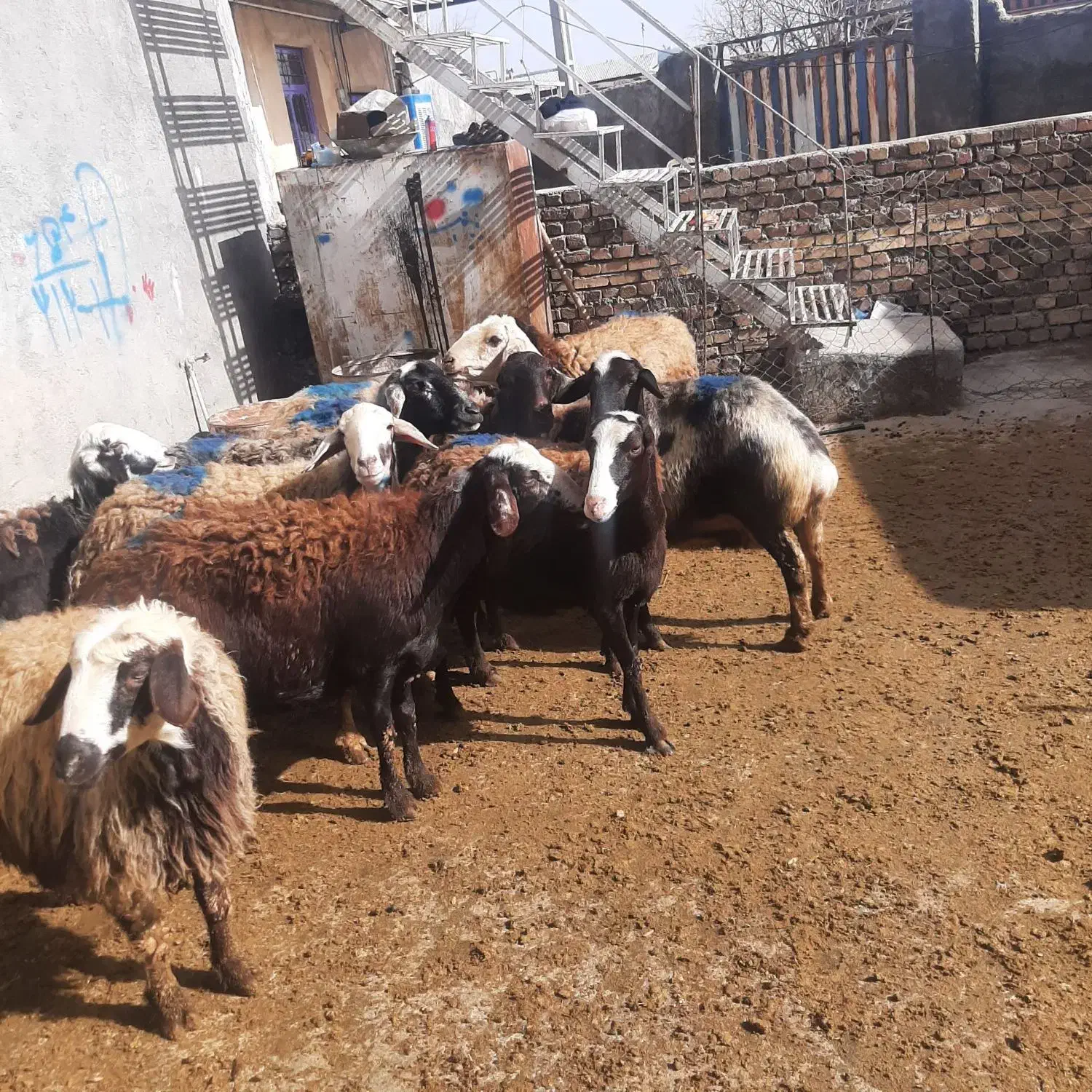 میش جوان|حیوانات مزرعه|سیلاخور, |دیوار