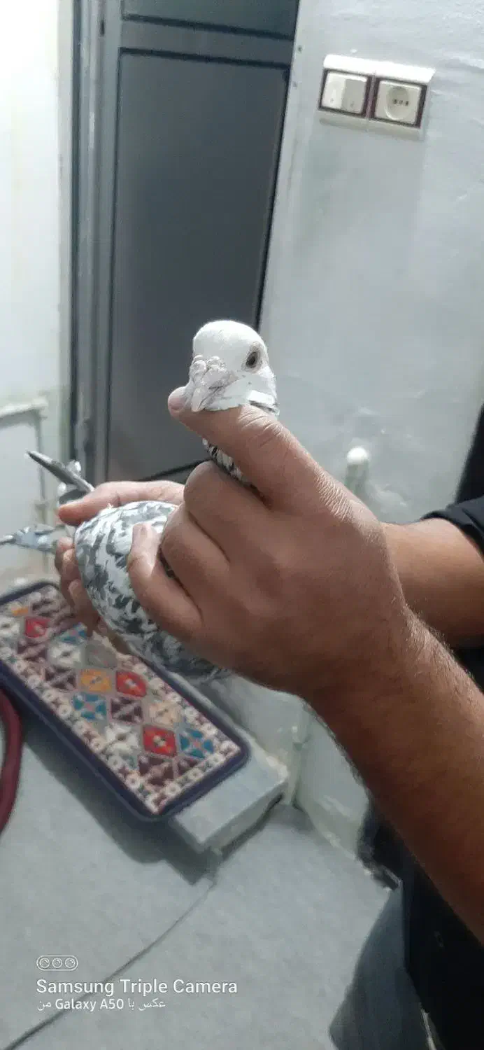 کفتر شهرستانی|پرنده|پاکدشت, حصار امیر|دیوار