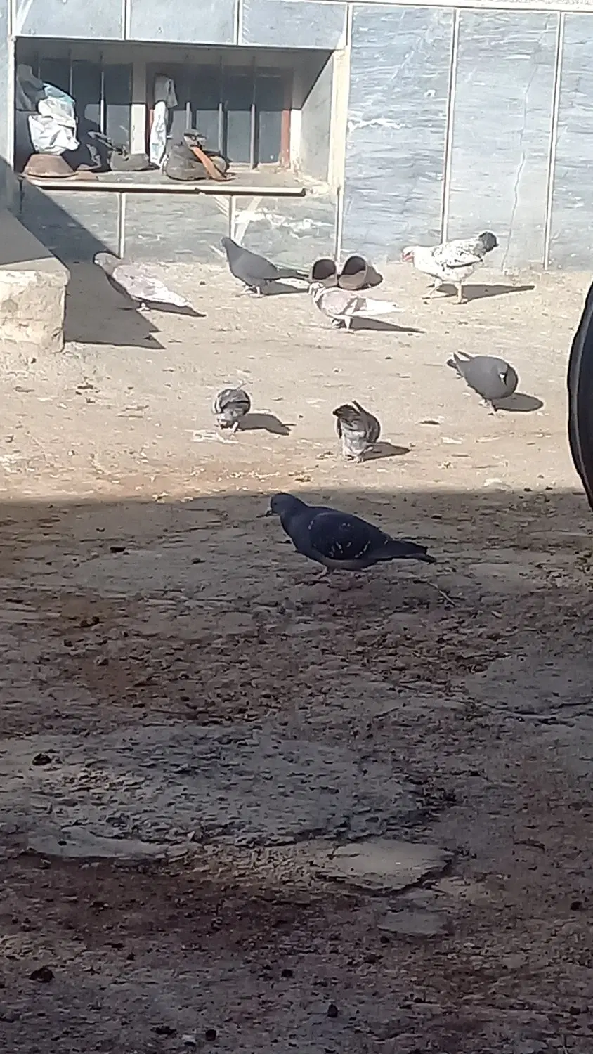 کبوتر|پرنده|جونقان, |دیوار